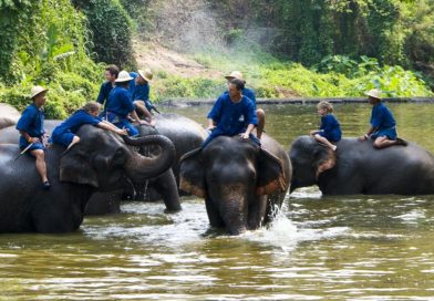 ศูนย์อนุรักษ์ช้างไทย ลำปาง